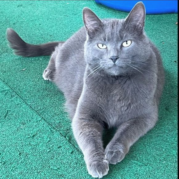 Sanita | Leopard Print Clogs in Blue & Black - Picture 12 of 12